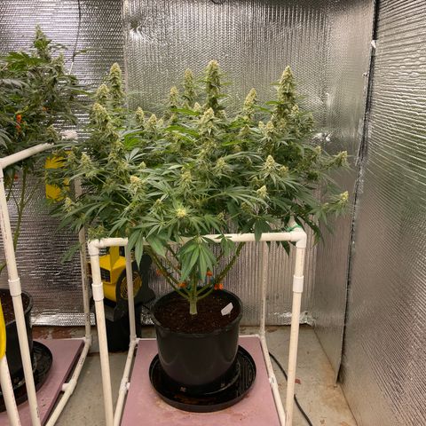 GI Jane growlog timeline photo