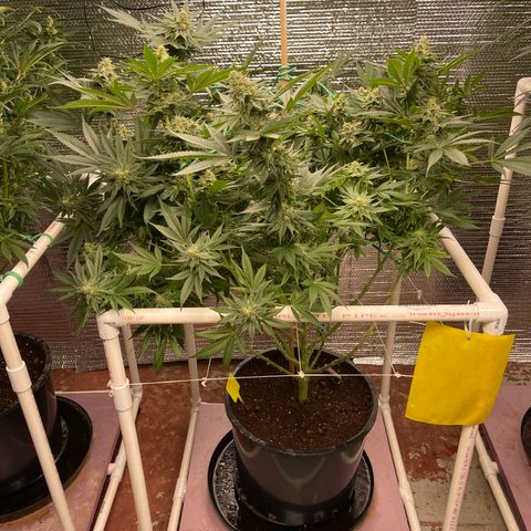Harle Quin growlog timeline photo