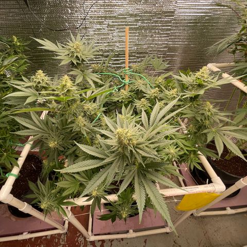 Harle Quin growlog timeline photo