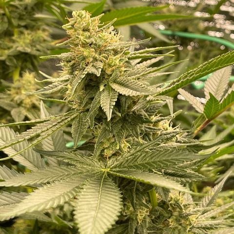 Harle Quin growlog timeline photo