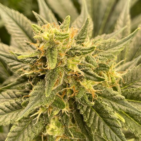Harle Quin growlog timeline photo