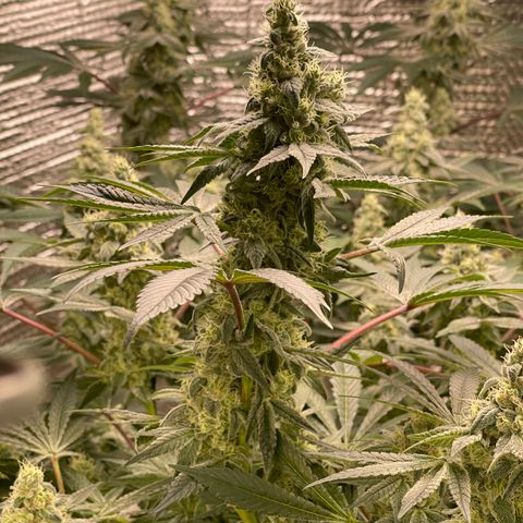 Princess Grodd growlog timeline photo