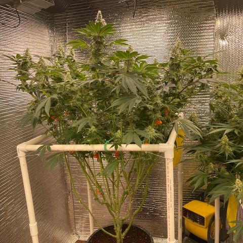 Princess Grodd growlog timeline photo