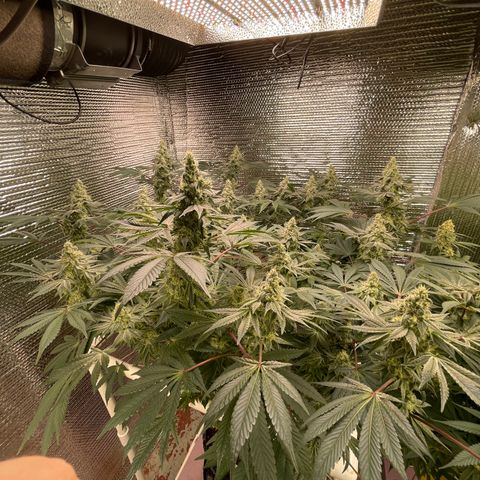 Princess Grodd growlog timeline photo