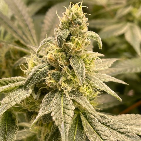 Princess Grodd growlog timeline photo