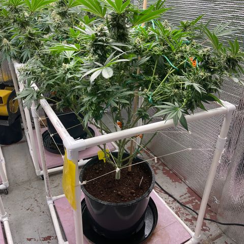 Harle Quin growlog timeline photo