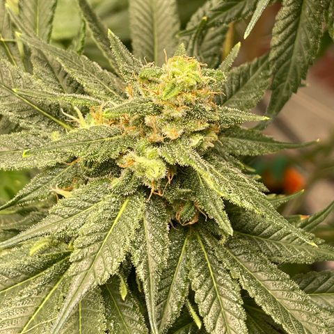 Harle Quin growlog timeline photo