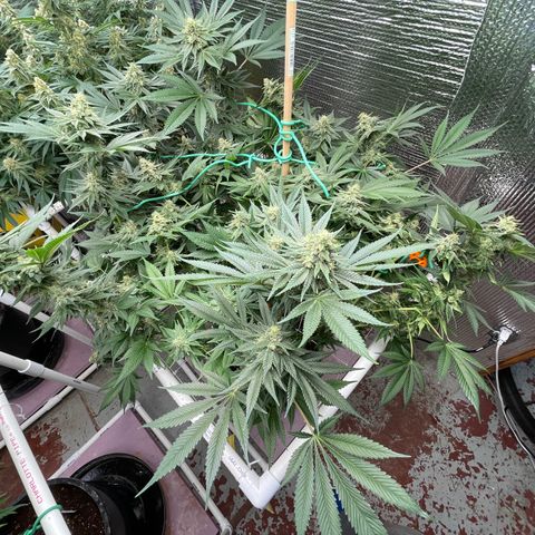 Harle Quin growlog timeline photo