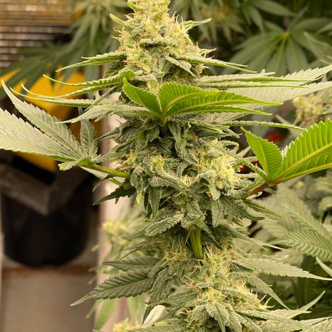 Harle Quin growlog timeline photo