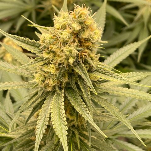 GI Jane growlog timeline photo