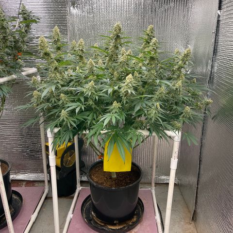 GI Jane growlog timeline photo