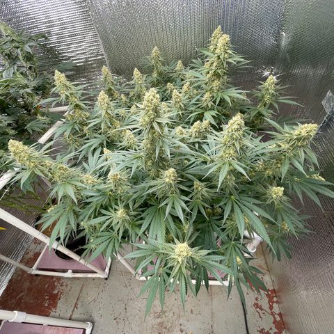 GI Jane growlog timeline photo