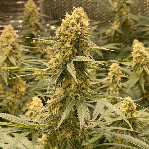 GI Jane growlog timeline photo
