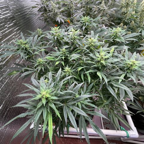 Lucyfur growlog timeline photo
