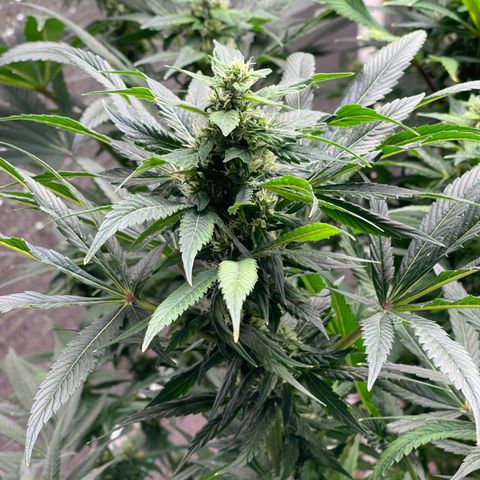 Lucyfur growlog timeline photo