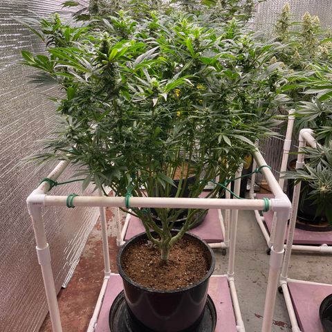 Lucyfur growlog timeline photo