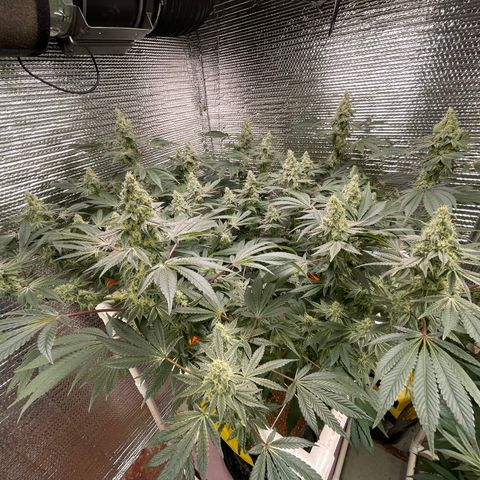 Princess Grodd growlog timeline photo
