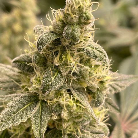 Princess Grodd growlog timeline photo