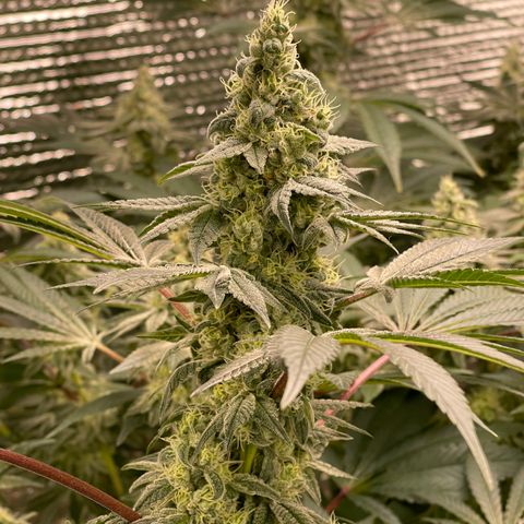 Princess Grodd growlog timeline photo