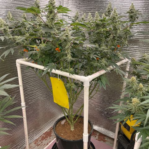 Princess Grodd growlog timeline photo