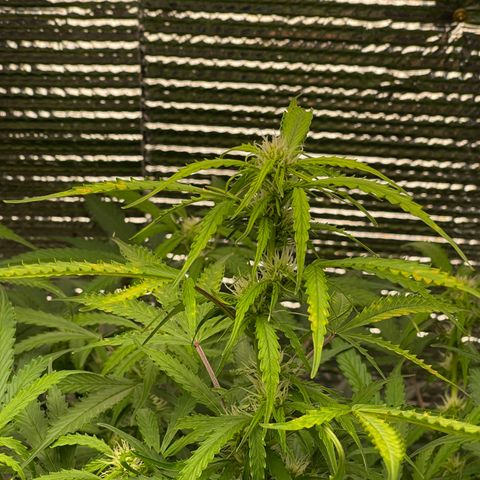 Candy Cane growlog timeline photo