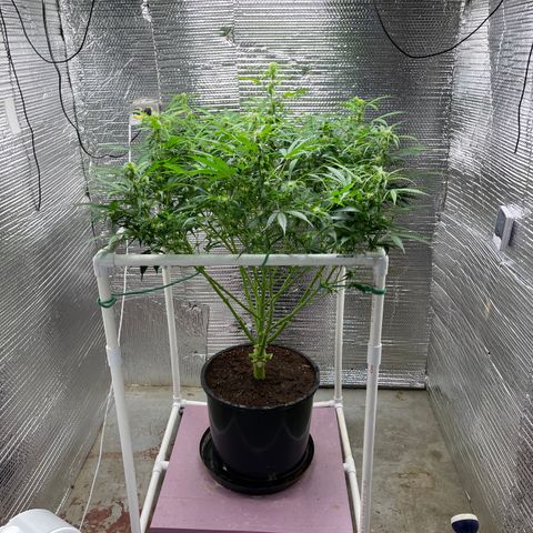 Candy Cane growlog timeline photo