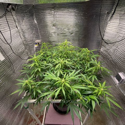 Candy Cane growlog timeline photo