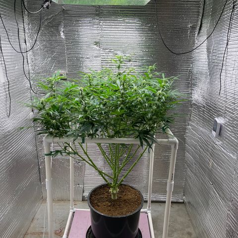 Candy Cane growlog timeline photo