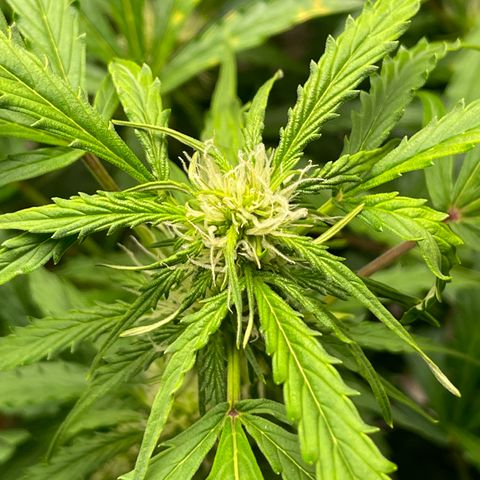 Candy Cane growlog timeline photo