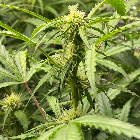 Candy Cane growlog timeline photo