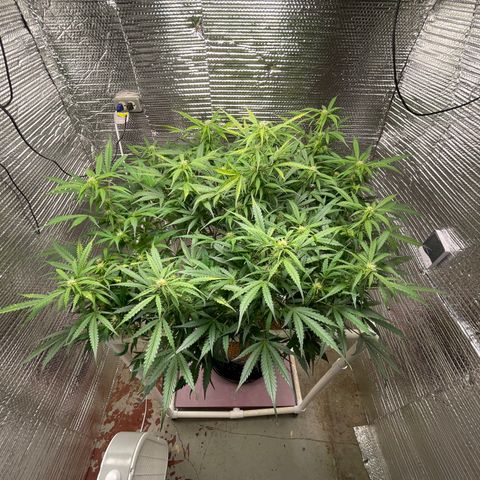 Candy Cane growlog timeline photo