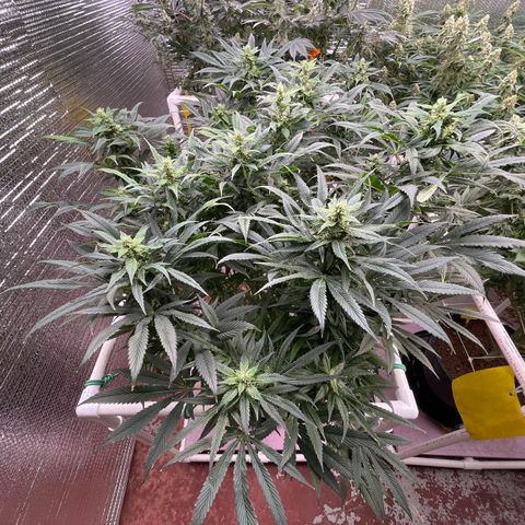 Lucyfur growlog timeline photo