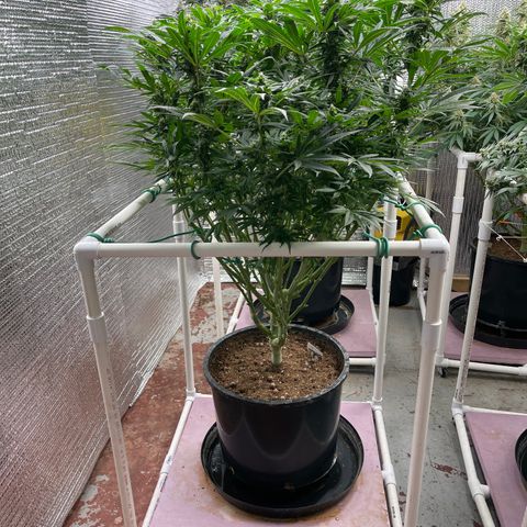 Lucyfur growlog timeline photo