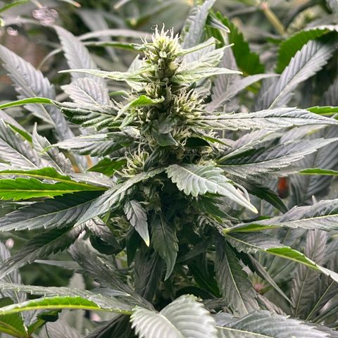 Lucyfur growlog timeline photo