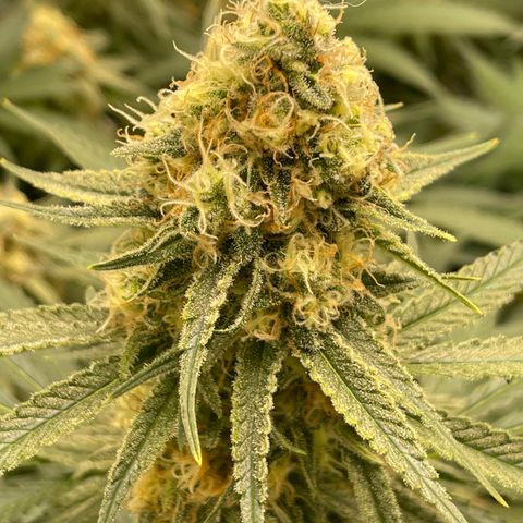 GI Jane growlog timeline photo