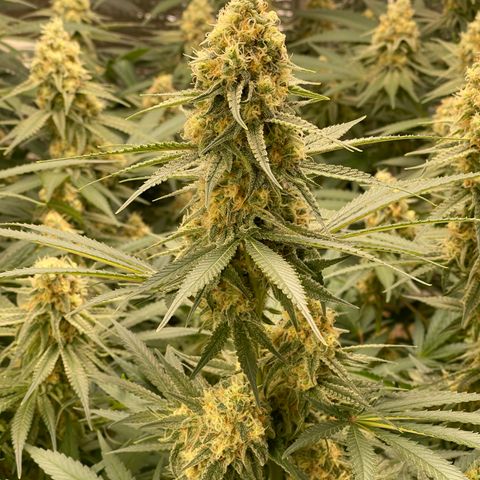 GI Jane growlog timeline photo