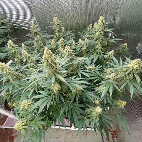 GI Jane growlog timeline photo