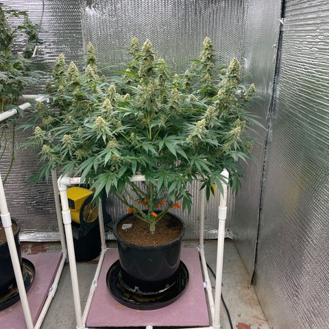 GI Jane growlog timeline photo