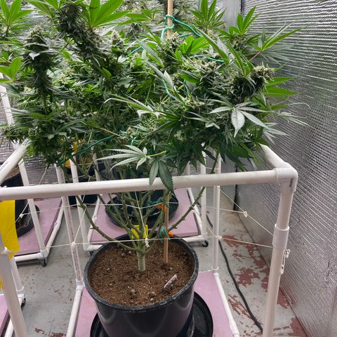 Harle Quin growlog timeline photo