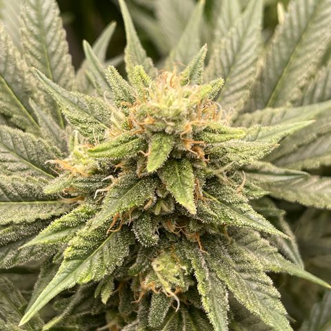 Harle Quin growlog timeline photo