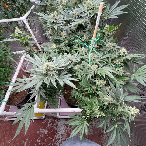 Harle Quin growlog timeline photo
