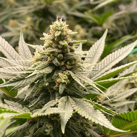 Harle Quin growlog timeline photo
