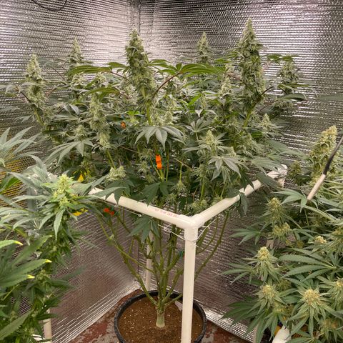Princess Grodd growlog timeline photo