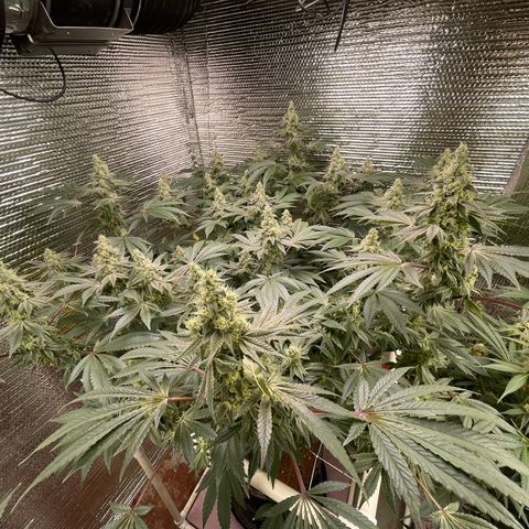 Princess Grodd growlog timeline photo