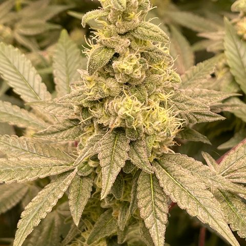 Princess Grodd growlog timeline photo