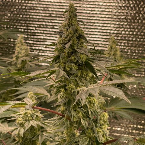 Princess Grodd growlog timeline photo