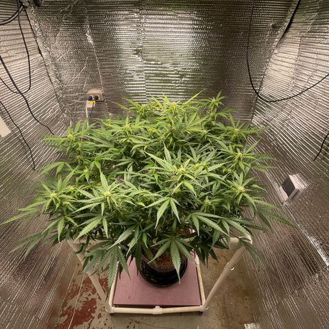 Candy Cane growlog timeline photo