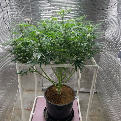 Candy Cane growlog timeline photo