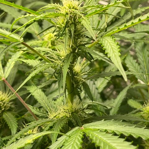 Candy Cane growlog timeline photo