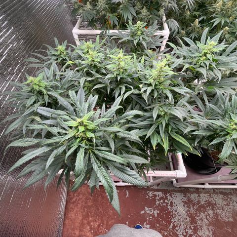 Lucyfur growlog timeline photo